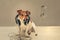 Dog Jack Russell Terrier in headphones.