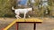 Dog jack russell terrier overcomes obstacles in the dog playground in autumn.