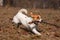 Dog jack russell terrier plays with a stick on the street in autumn