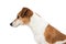 Dog Jack Russell terrier profile