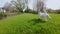 Dog Jack Russell Terrier runs Field green in spring