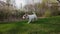Dog Jack Russell Terrier runs Field green in spring. Slow motion footage