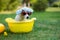 Dog jack russell terrier in a shower cap and sunglasses takes a bath on the lawn.