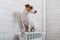 Dog Jack Russell Terrier sits on a heating radiator on a brick wall background