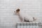 Dog Jack Russell Terrier sits on a heating radiator on a brick wall background