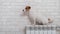 Dog Jack Russell Terrier sits on a heating radiator on a brick wall background