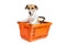 Dog jack russell terrier sitting in a shopping cart