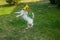 Dog jack russell terrier stained in holi colors jumps on a green lawn.