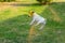 Dog jack russell terrier stained in holi colors jumps on a green lawn.