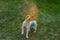 Dog jack russell terrier stained in holi colors jumps on a green lawn.