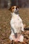 Dog Jack Russell Terrier stands on its hind legs on the street in autumn