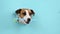 Dog jack russell terrier sticking out of a hole in a paper blue background and holds a toothbrush.