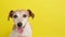 A dog Jack russell terrier on yellow background.
