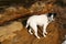 Dog Jack Russell Terrior Nature Walk Sandstone Caves