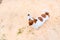 Dog Jack Russell, white with orange spots on its back, stands on sand or sawdust, looks up. Minimalism concept.