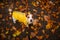 Dog in a jacket at autumn park. Jack Russell Terrier in a yellow raincoat iat nature. Pet at walk