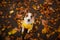 Dog in a jacket at autumn park. Jack Russell Terrier in a yellow raincoat iat nature. Pet at walk