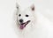 Dog. Japanese white spitz on white background