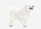 Dog. Japanese white spitz on white background