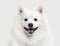 Dog. Japanese white spitz on white background