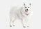 Dog. Japanese white spitz on white background