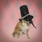 Dog in a jester mask and top hat