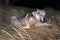 Dog in jump in tall dry grass. Young dog at play. Gray Alsatian in motion