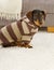 Dog in jumper