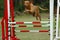 Dog jumping in agility