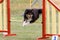 Dog jumping at agility trial