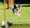 Dog jumping at agility trial