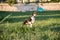 Dog jumping behind a frisbee