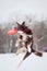 Dog jumping and catching a flying disc in mid-air