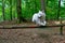 Dog jumping a fence