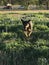 Dog jumping through a field of blue bonnets.