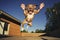 Dog jumping. Funny dog with crazy eyes flying in the air