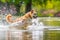 A dog jumping into a lake