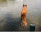 Dog jumping off dock into lake
