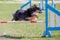 Dog jumping over hurdle in agility competition