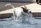 Dog jumping in the pool