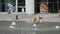 Dog jumping in a pubblic fountain