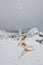 Dog jumping after a snowball