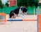 A dog jumping training agility