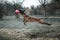 The dog jumps high and plays in Frisbee