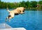 Dog Jumps from Platform Dock into Water