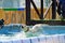 The dog jumps into the pool of water