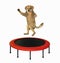 Dog jumps on round trampoline