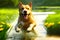 Dog jumps in the stream, in green nature with a big splash of water while playing .