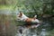 The dog jumps into the water. active jack russell terrier on the lake, nature