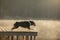 The dog jumps into the water. Australian Shepherd on a wooden walkway on a lake. Pet in Nature, Movement, Action